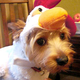 Image for article titled Michael Vick Has Nothing But Respect for Chickens